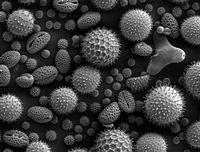 200px-Misc_pollen.jpg